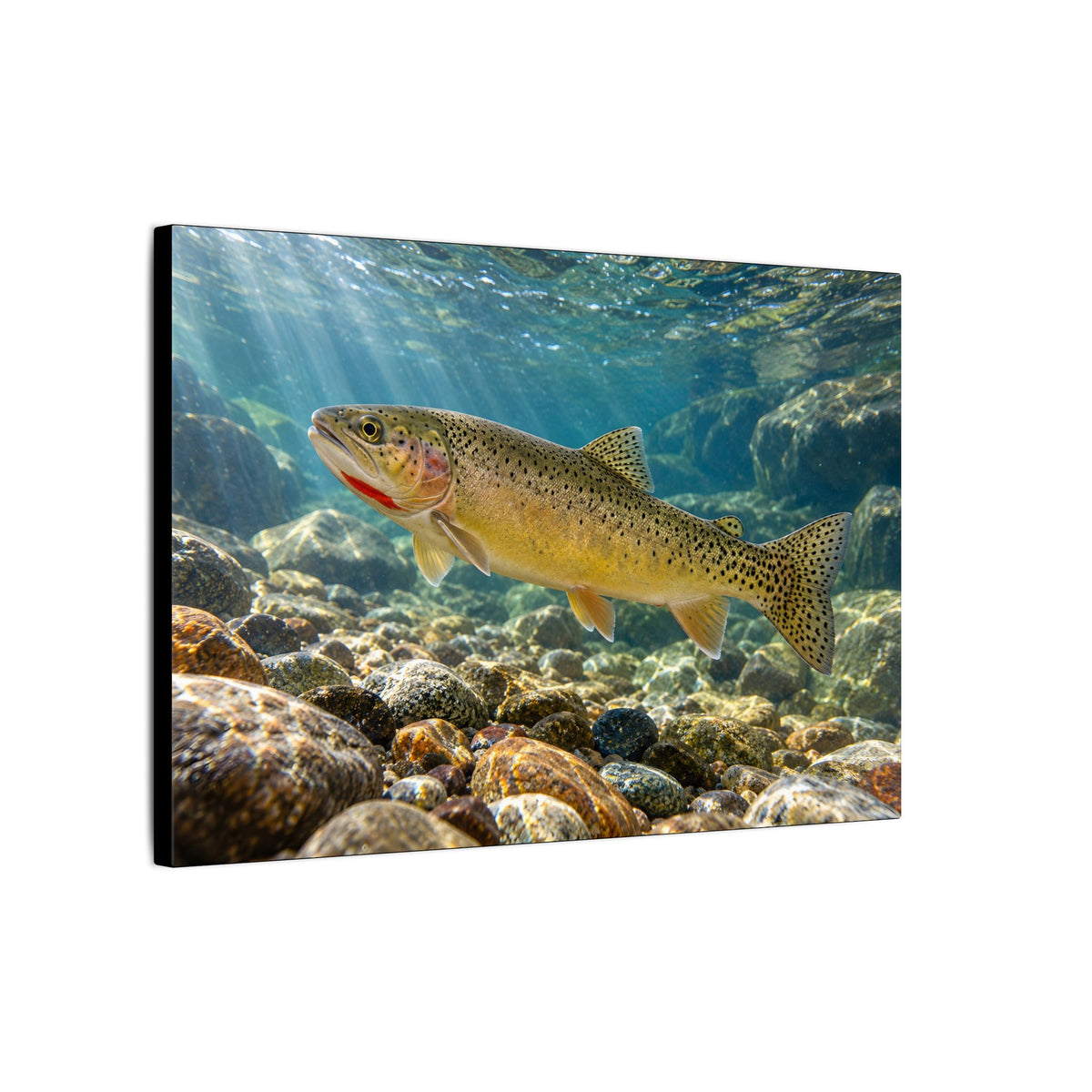 Westslope Riffle Cutthroat Trout canvas, side angle