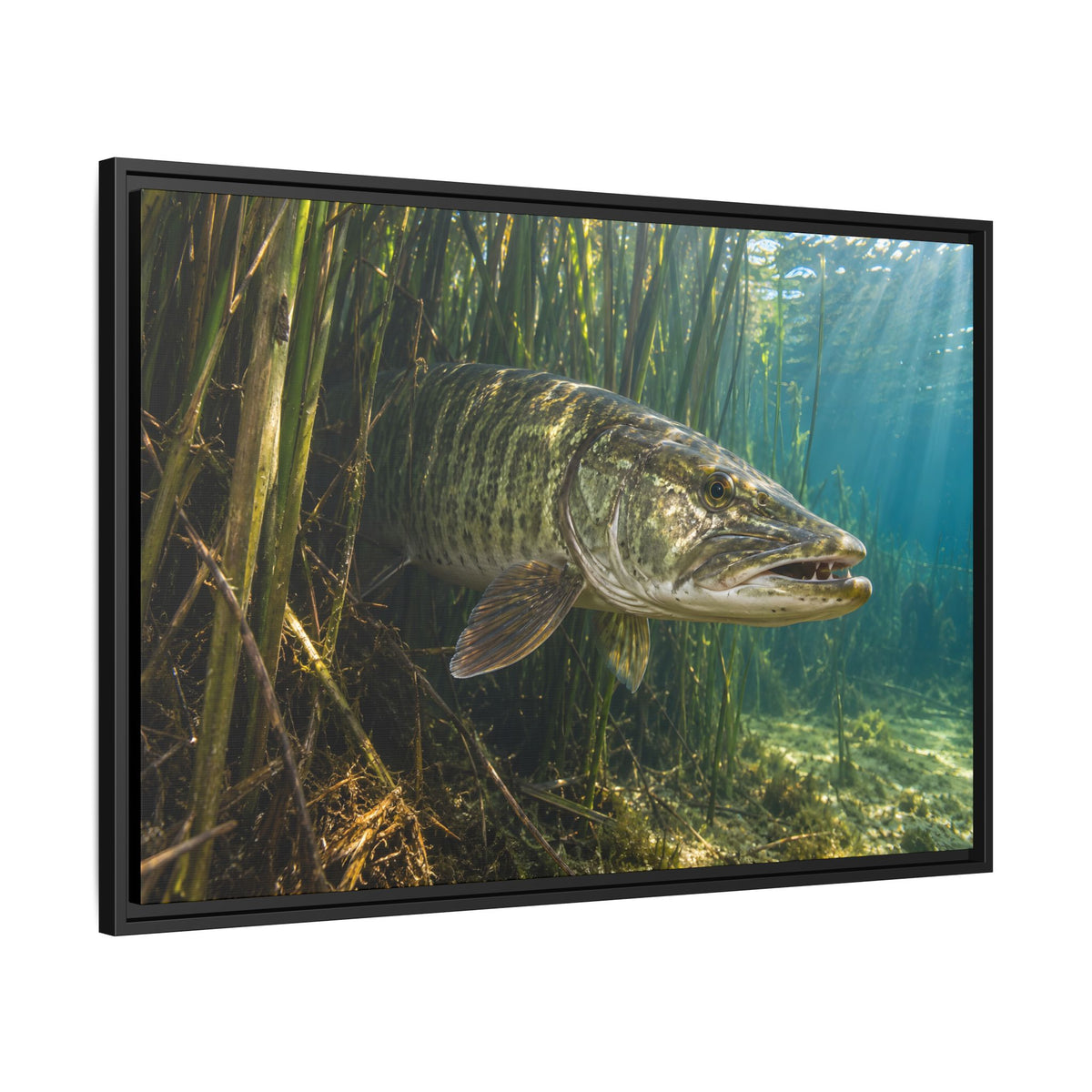 Reeds Mouth Open Muskie framed canvas side angle
