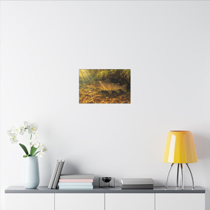 Golden Undercut Brown Trout canvas in a home office