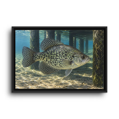 Dock Shadow Crappie framed canvas wall art, view 2