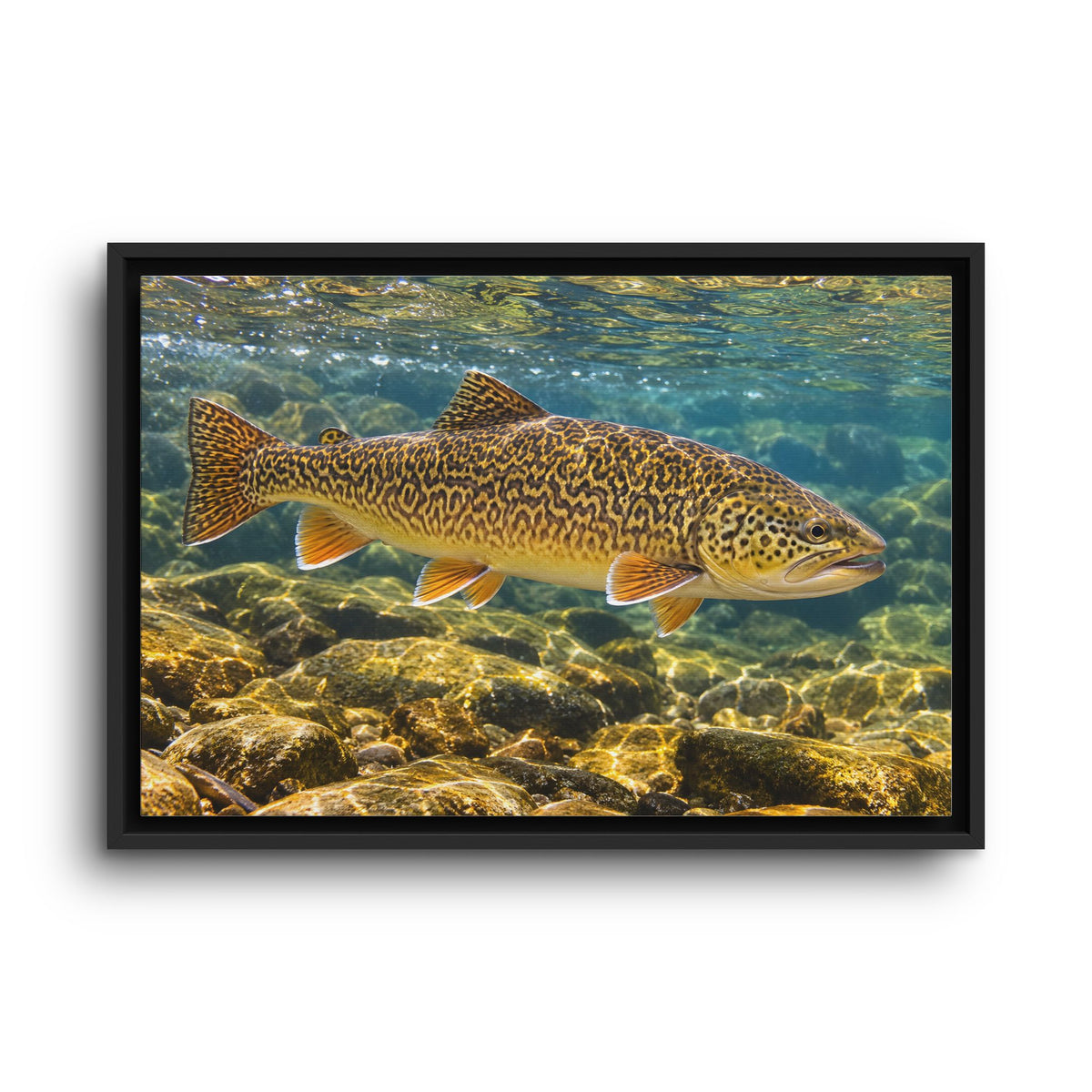 Sunlit Riffle Tiger Trout framed canvas wall art, view 2