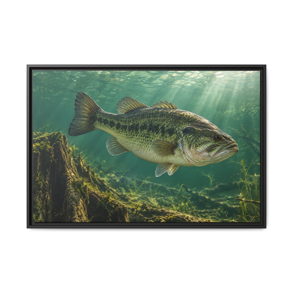 Jade Morning Mist Largemouth Bass framed canvas, 18x12 size view