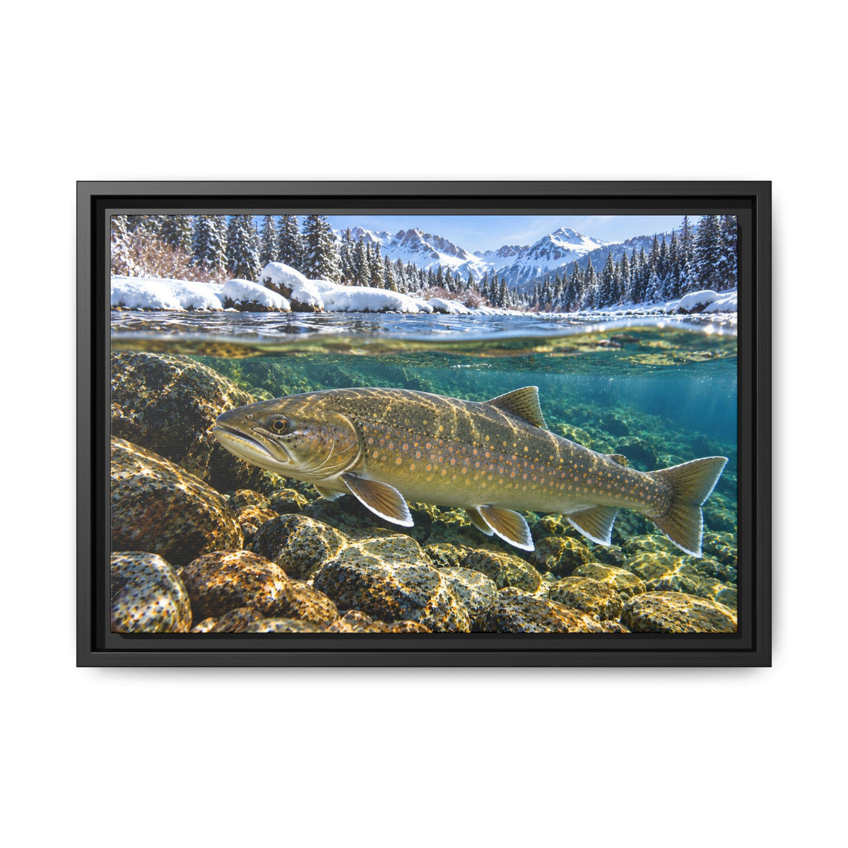 Snowy Mountain River Bull Trout framed canvas, 18x12 size view