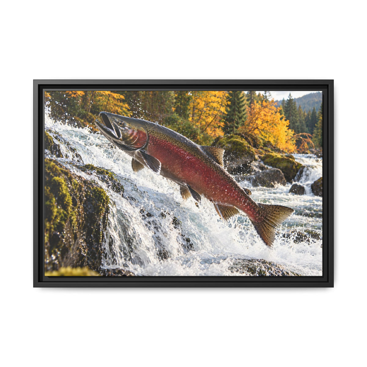 Autumn Run Leap Coho Salmon framed canvas, 24x16 size view