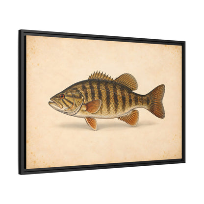 Smallmouth Bass Field Study Framed Canvas wall art, view 4
