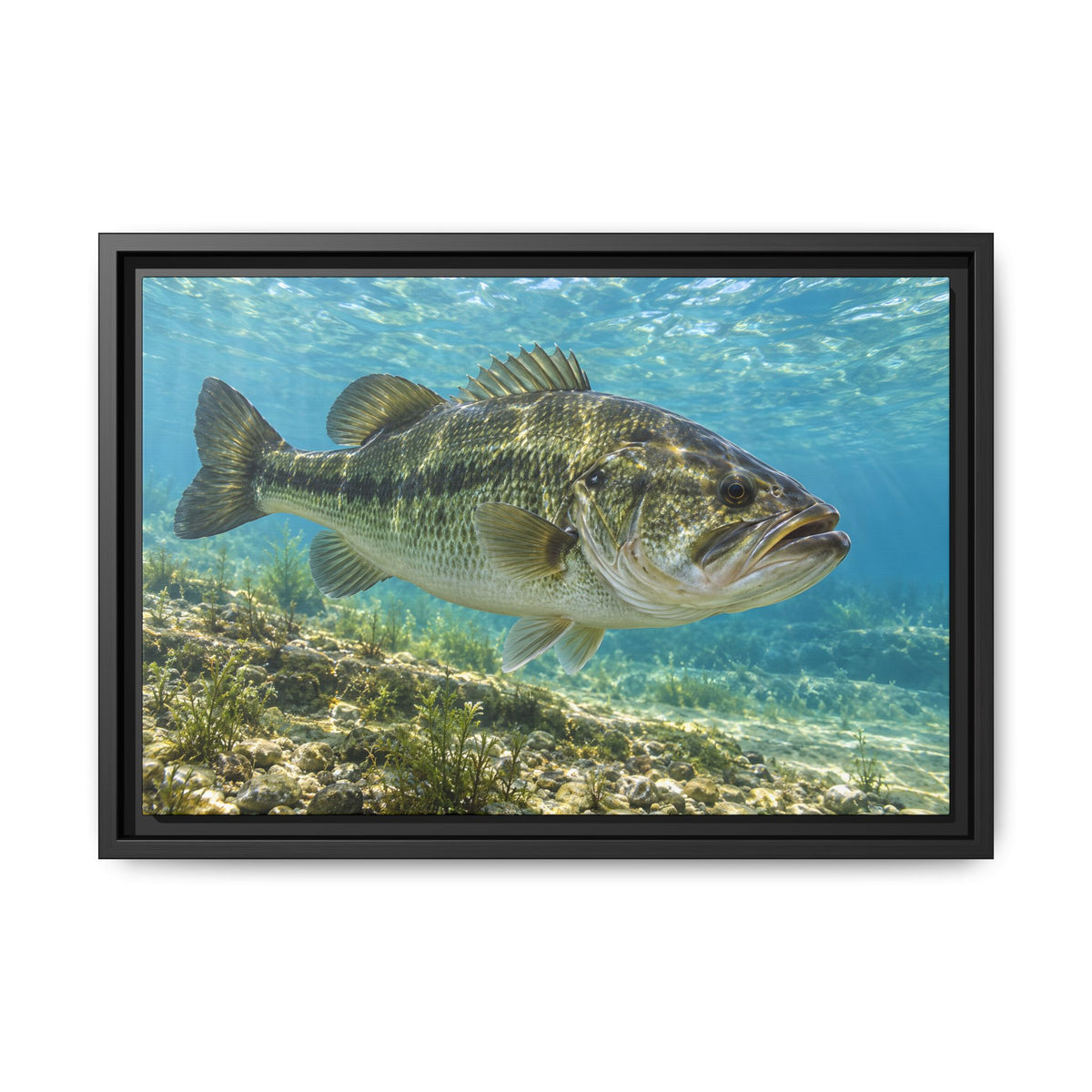 Aqua After the Wind Largemouth Bass framed canvas, 24x16 size view