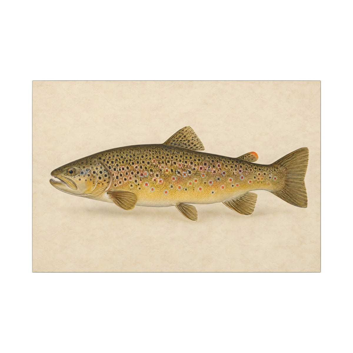 Brown Trout Field Study canvas, 36x24 size view
