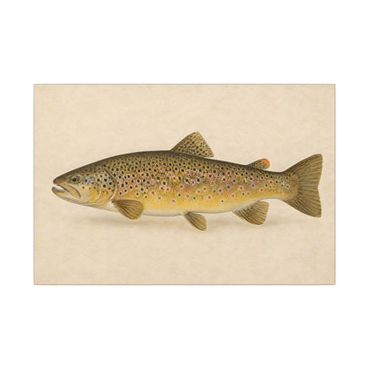Brown Trout Field Study canvas, 36x24 size view
