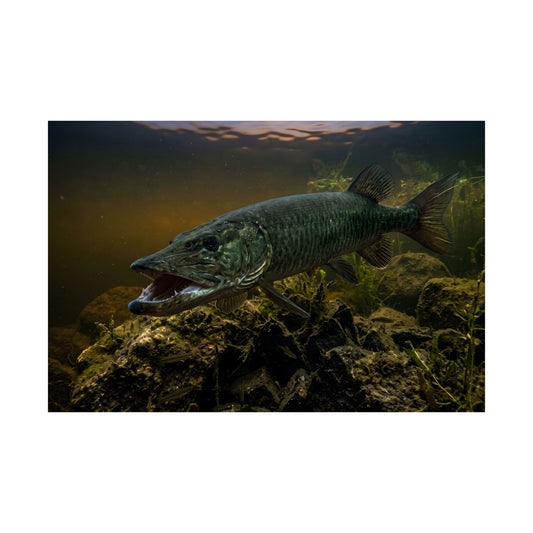 Mouth Open Dusk Sky Muskie poster wall art, view 2