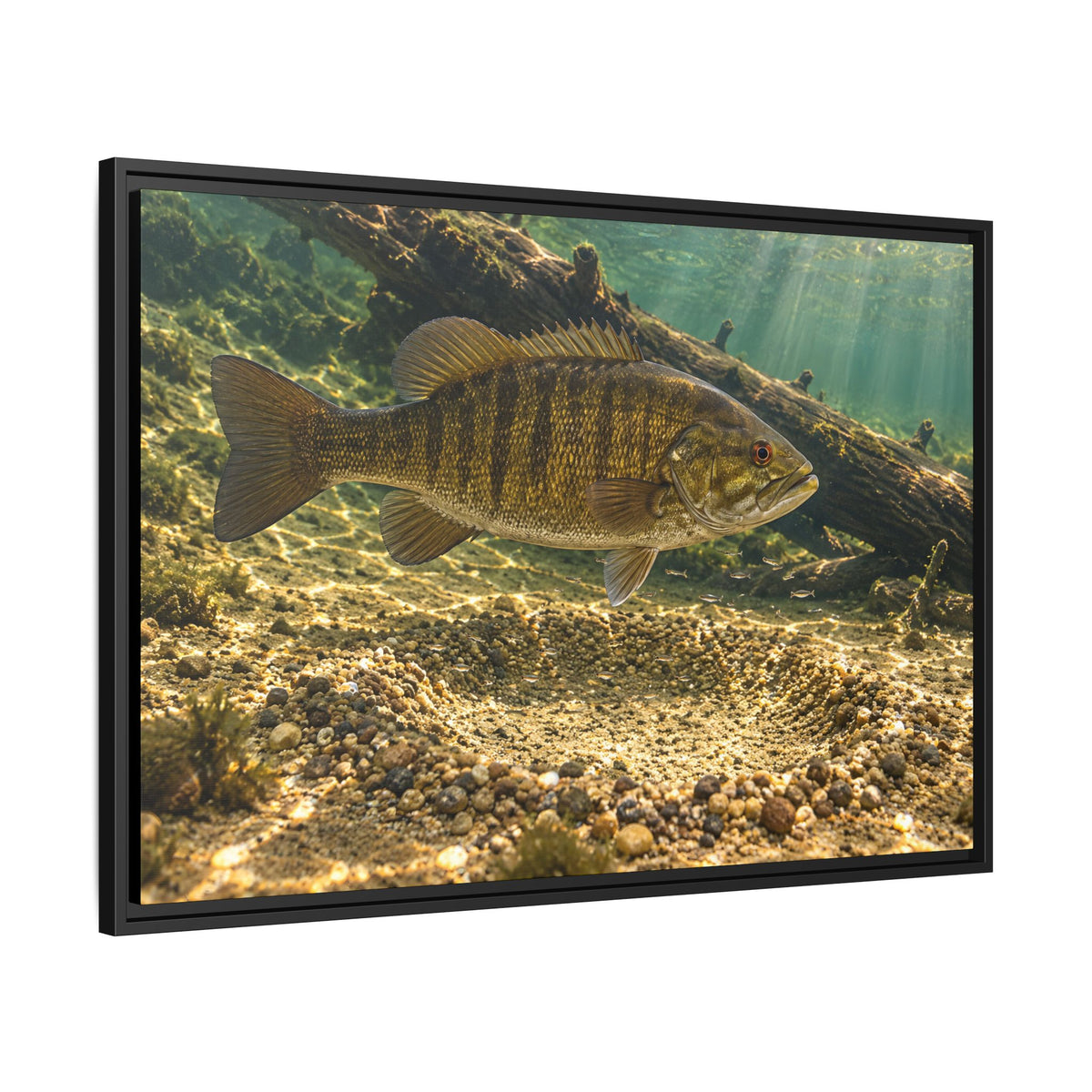 Spawning Bed Smallmouth Framed Canvas wall art, view 4