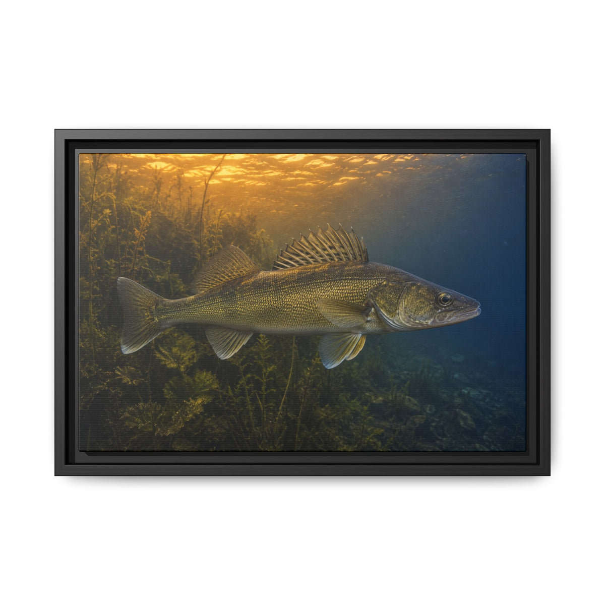 Dusk Weed Edge Walleye framed canvas, 24x16 size view