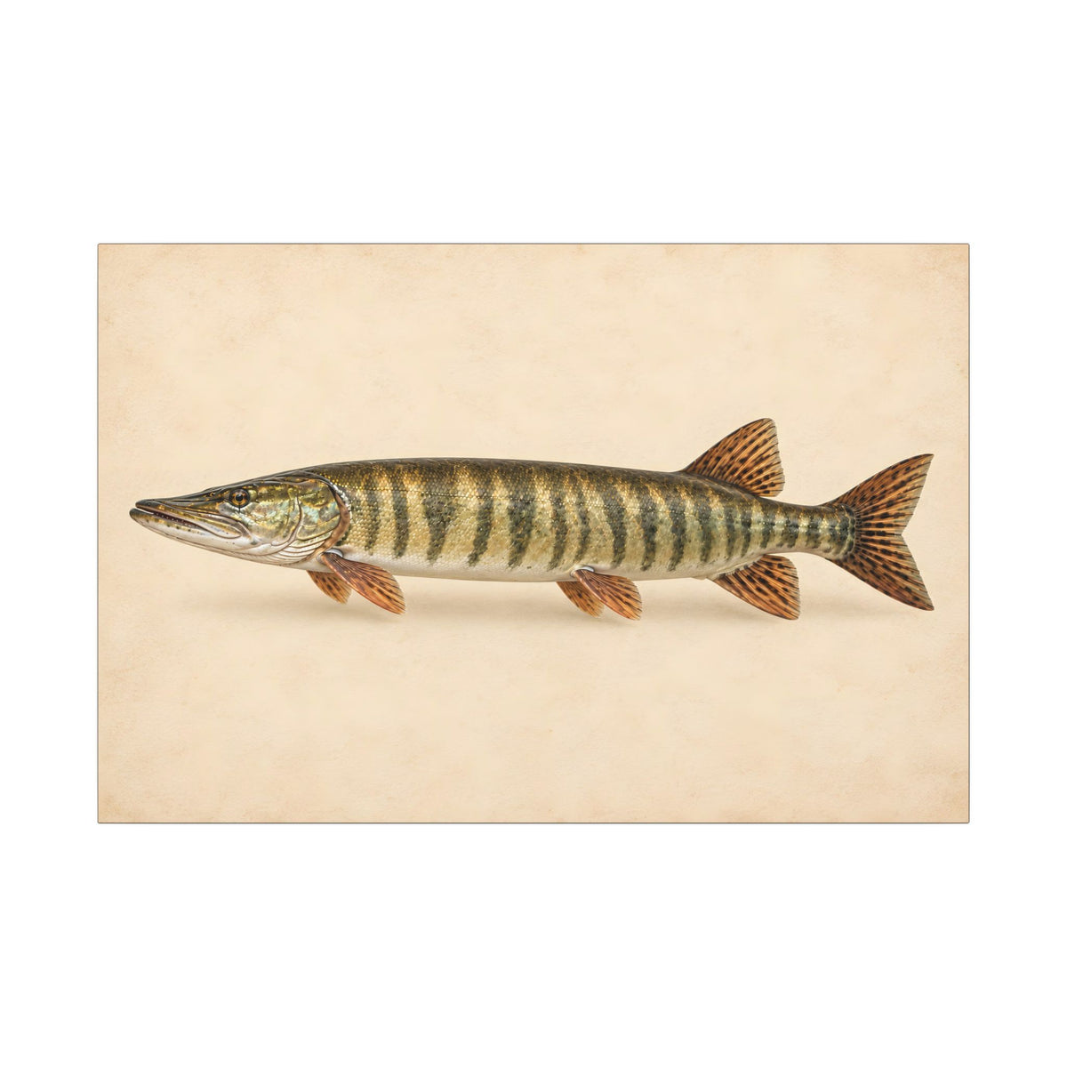 Muskellunge Field Study Canvas wall art, view 3