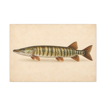 Muskellunge Field Study Canvas wall art, view 3