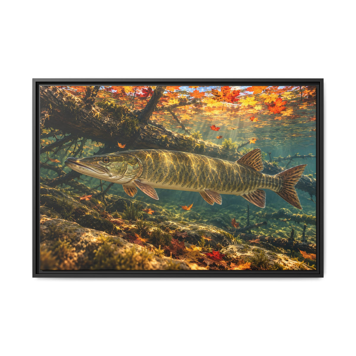 A big muskie waits by a sunken tree under floating red and orange maple leaves, fishing wall art framed canvas