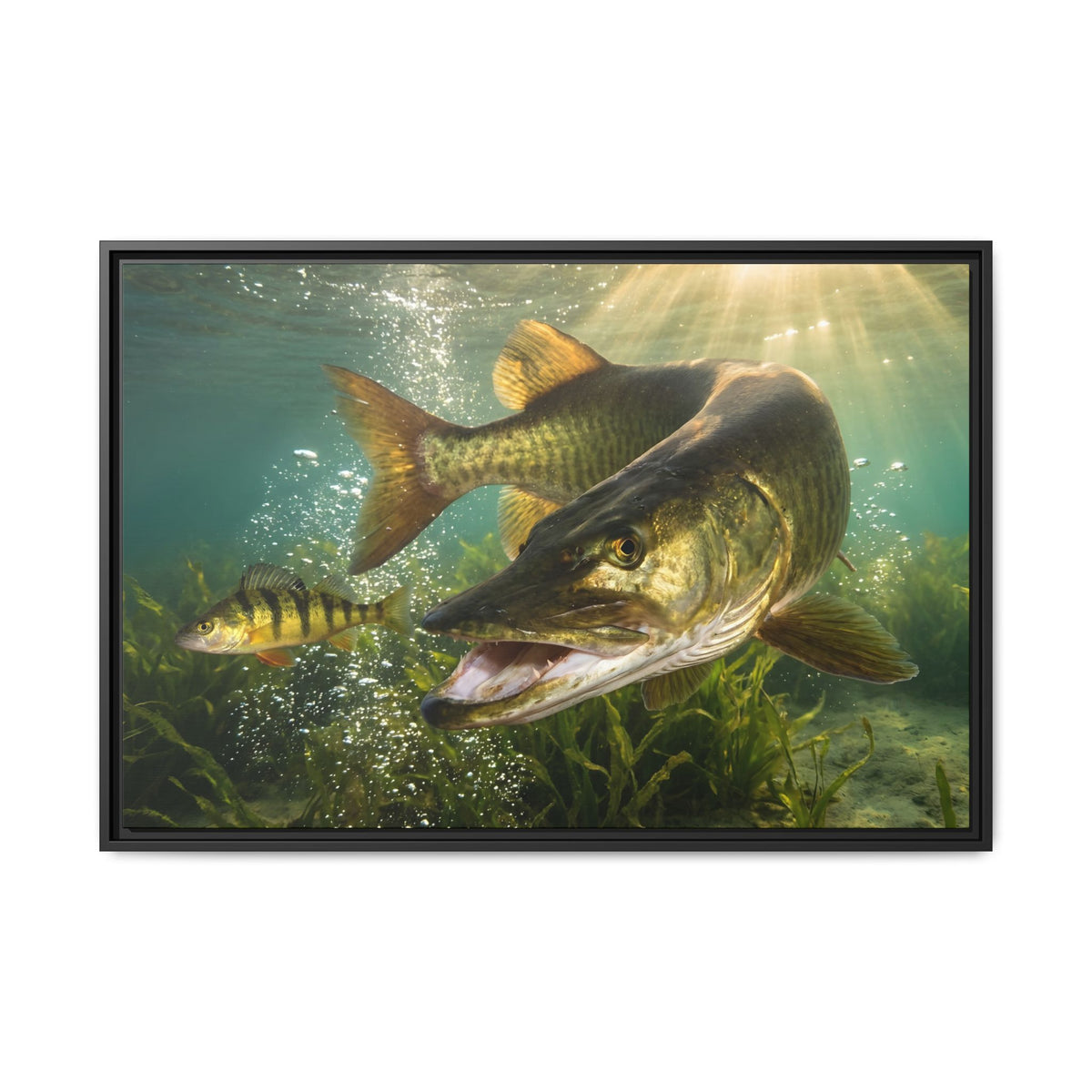 Yellow Perch Chase Muskie framed canvas, 18x12 size view
