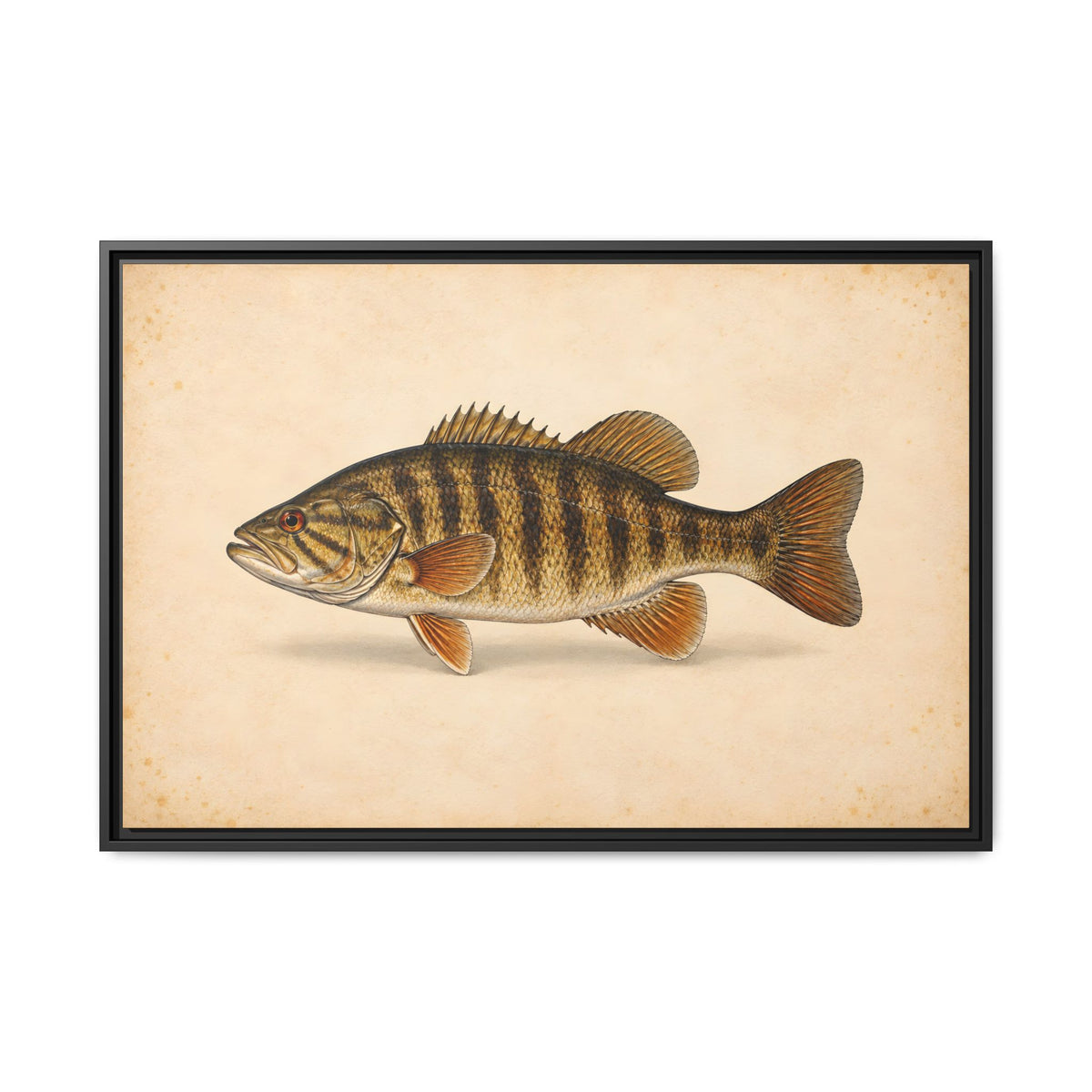 A classic natural-history study of a trophy smallmouth on cream parchment, fishing wall art framed canvas