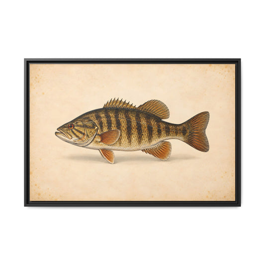 A classic natural-history study of a trophy smallmouth on cream parchment, fishing wall art framed canvas