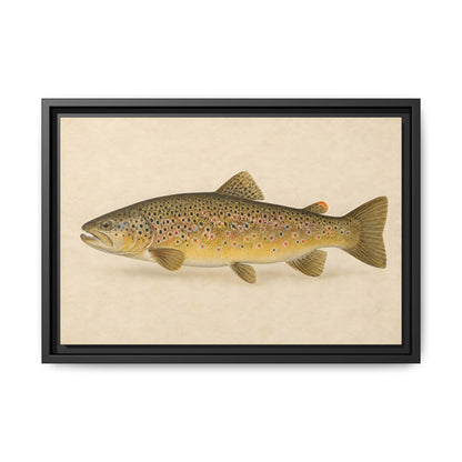 Brown Trout Field Study framed canvas, 24x16 size view