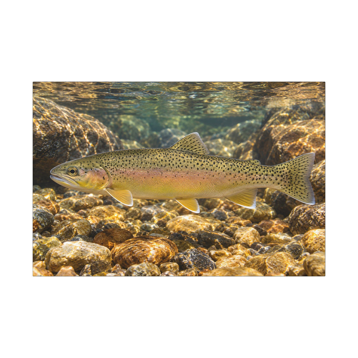 Amber Pebbles Gila Trout canvas wall art, view 3