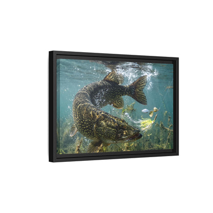 Northern Pike Turning Strike Framed Canvas — Ready-to-Hang Wall Art for Anglers