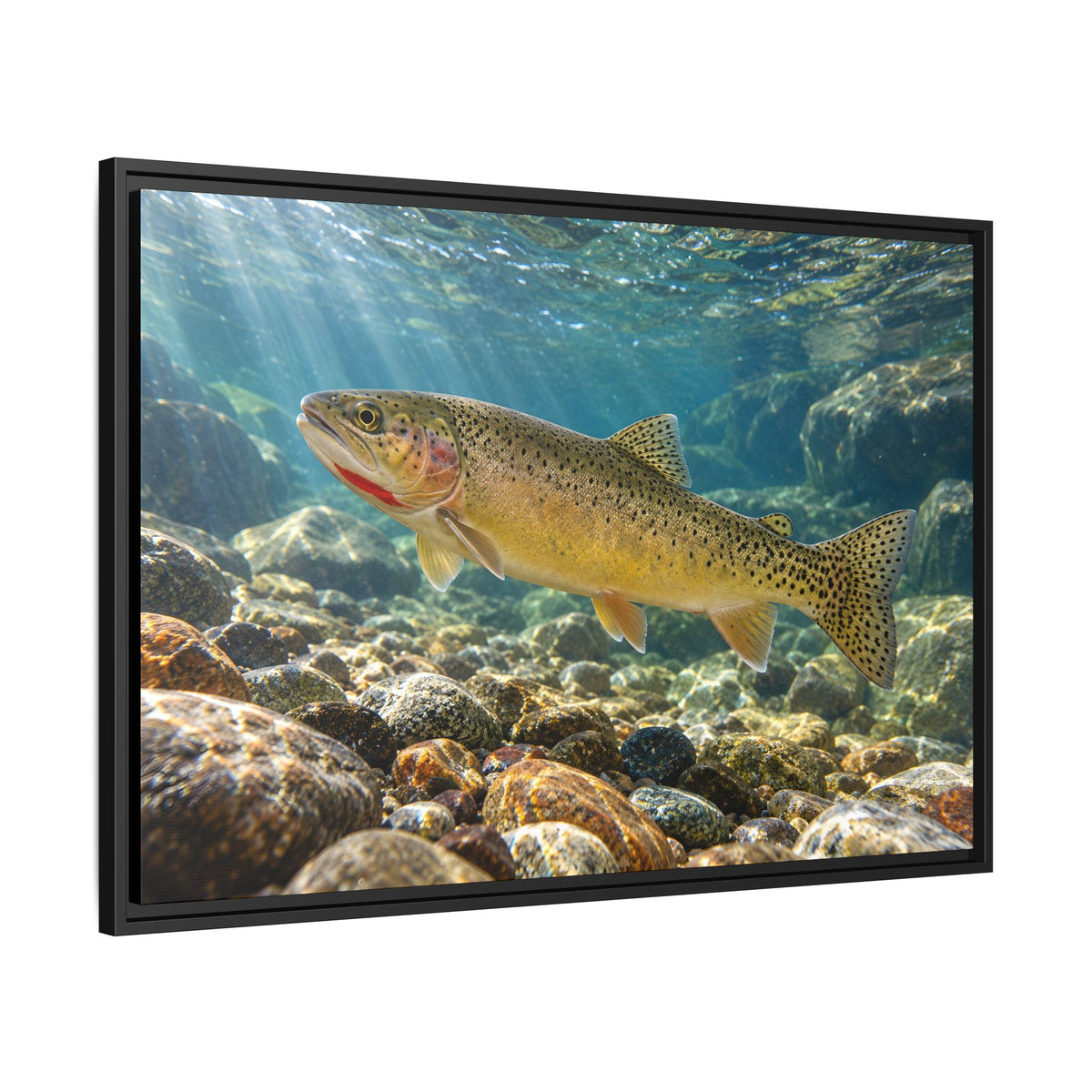 Westslope Riffle Cutthroat Trout framed canvas, side angle