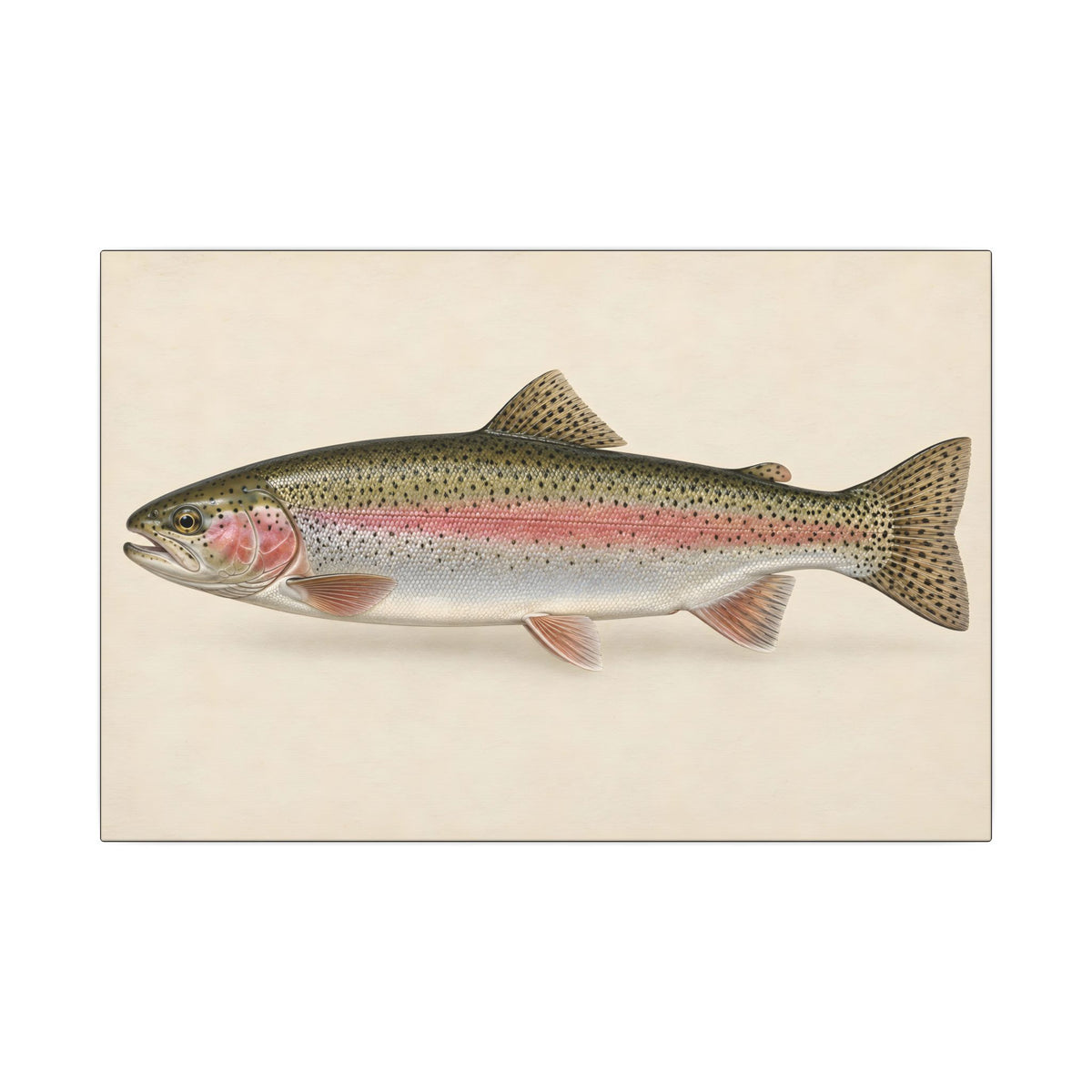 Rainbow Trout Field Study canvas wall art – photo 1