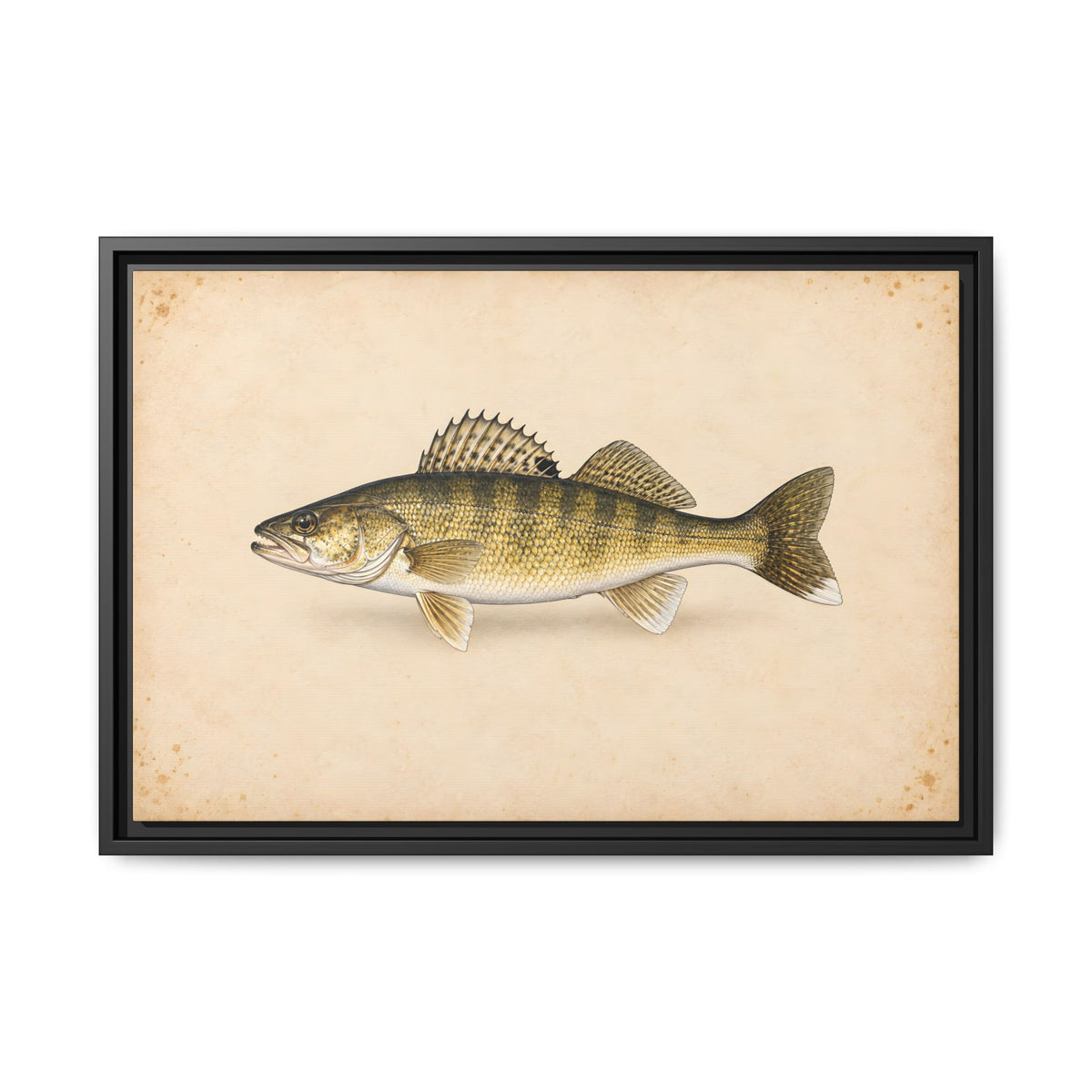 Walleye Field Study framed canvas, 36x24 size view