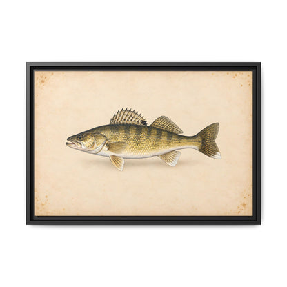 Walleye Field Study framed canvas, 36x24 size view