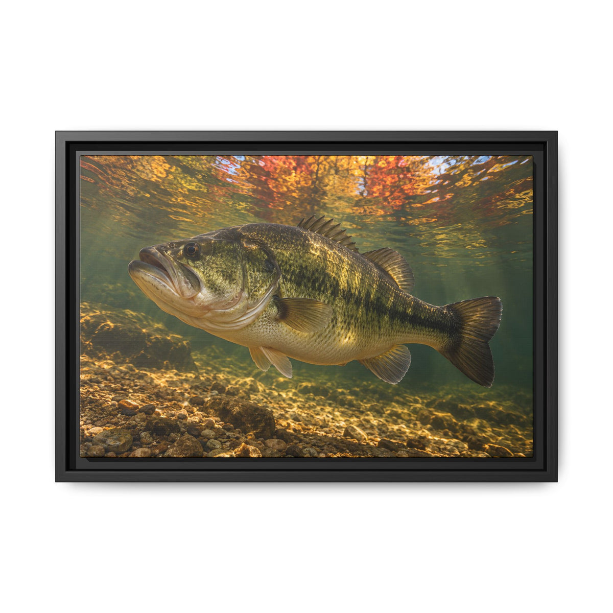 Golden Autumn Reflection Largemouth Bass framed canvas, 24x16 size view