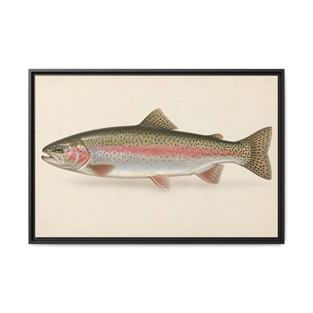 Rainbow Trout Field Study framed canvas wall art – photo 1