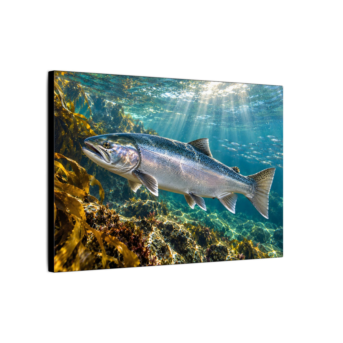 Silver in the Tide Coho Salmon canvas, side angle