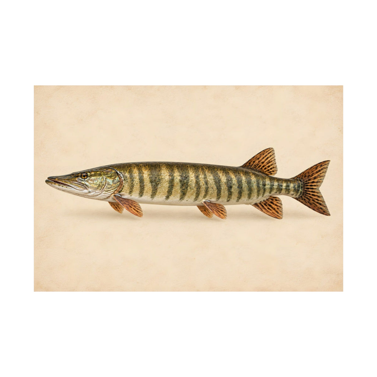 Field Study Muskie poster wall art, view 4