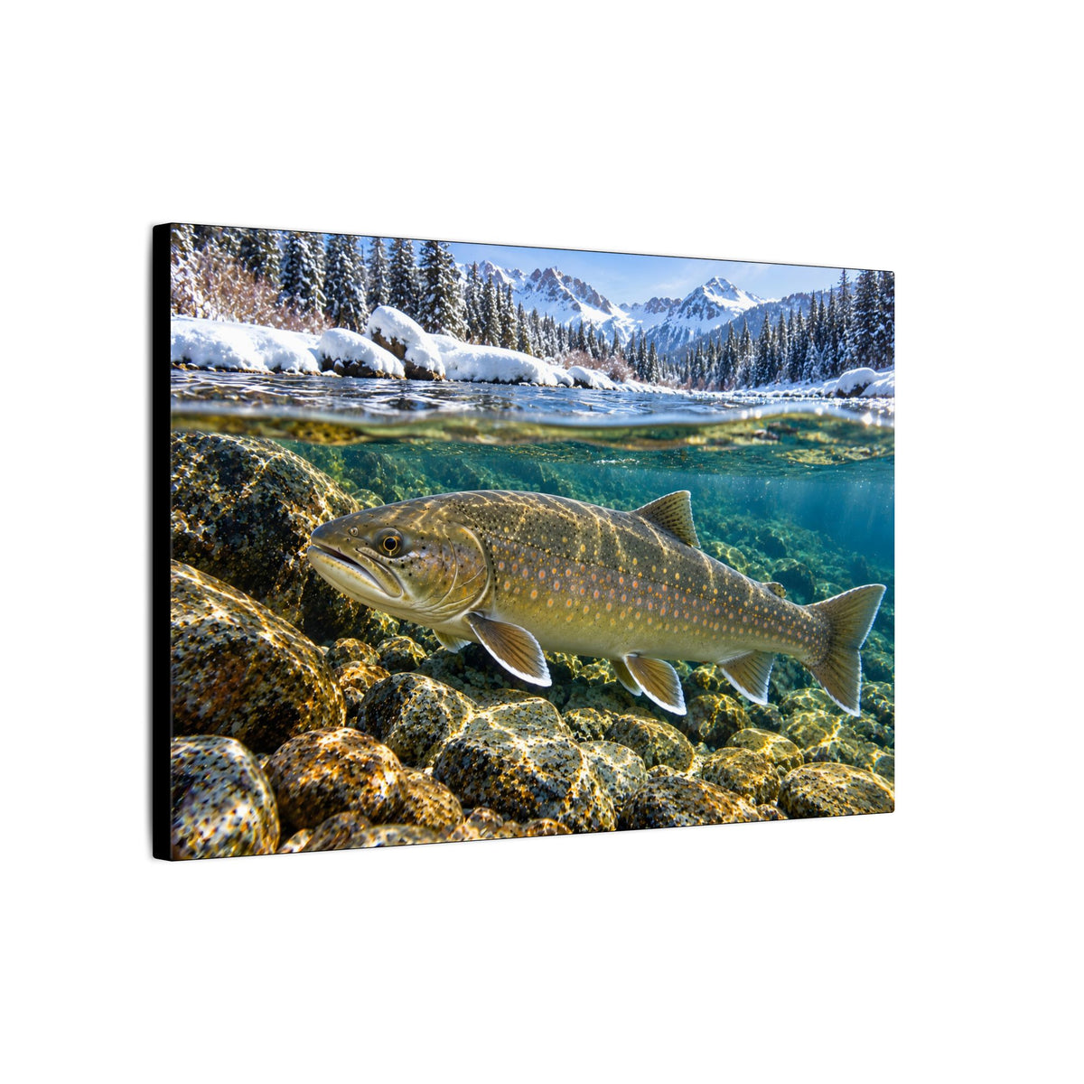 Snowy Mountain River Bull Trout canvas, side angle
