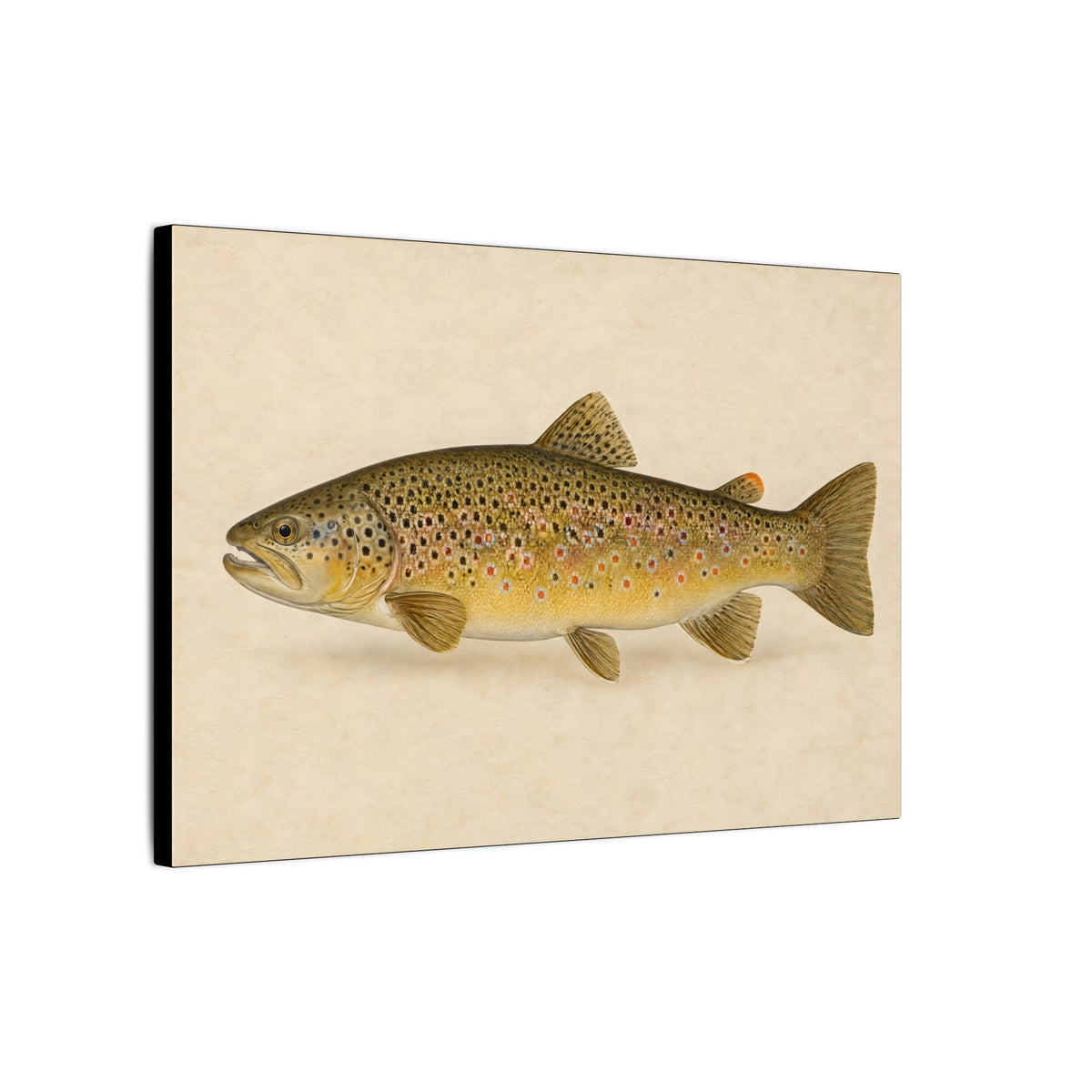 Brown Trout Field Study canvas side angle