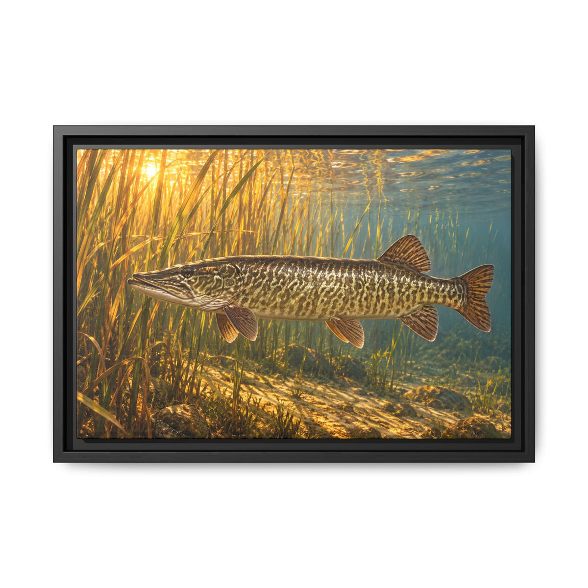 Tiger Muskie in Golden Reeds Framed Canvas wall art, view 2