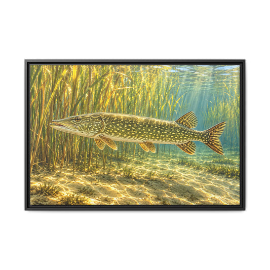 Sunlit Reed Edge Northern Pike framed canvas, 18x12 size view