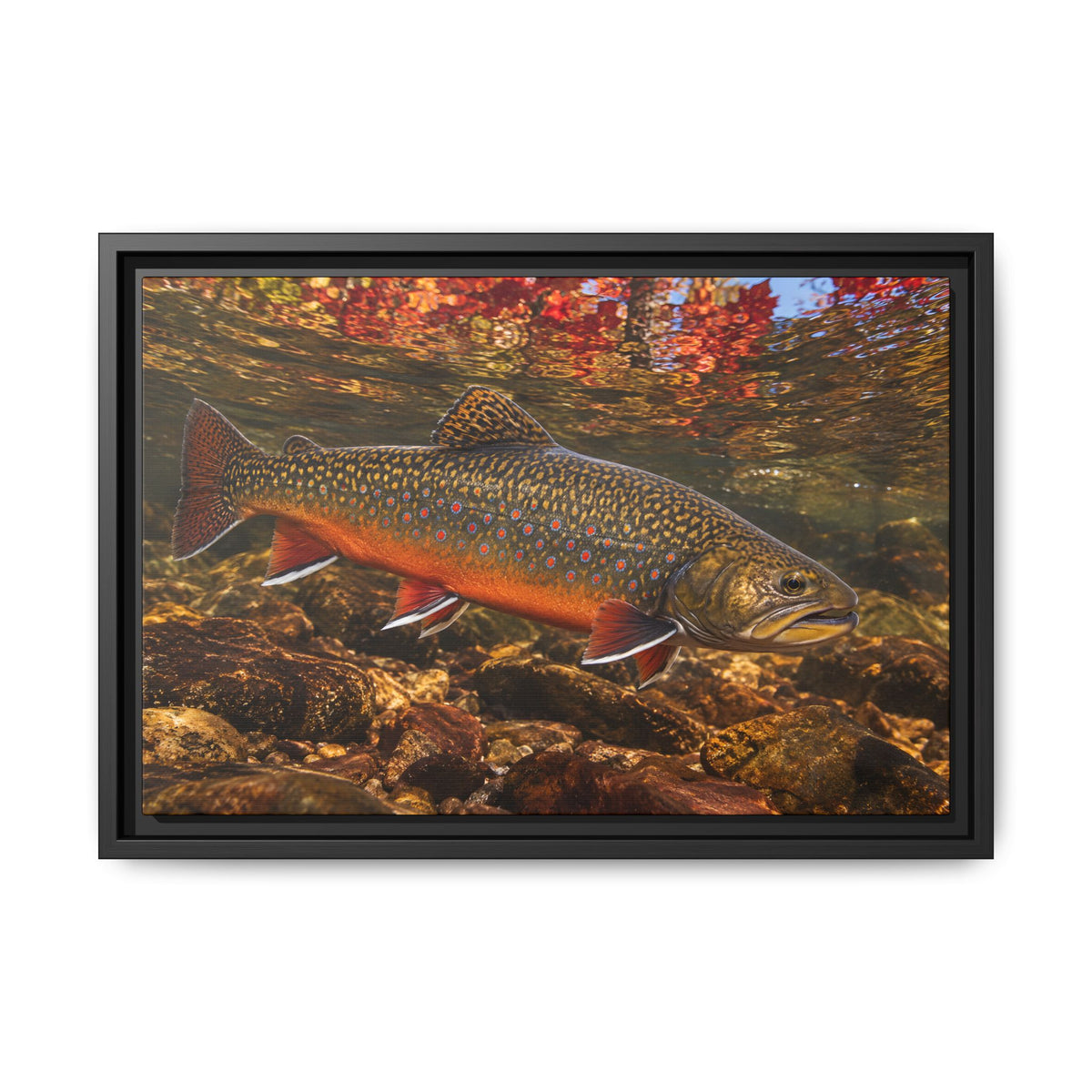 Crimson October Brook Trout framed canvas wall art, view 2