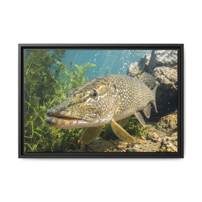 Northern Pike Clear Water Portrait Framed Canvas wall art, view 3
