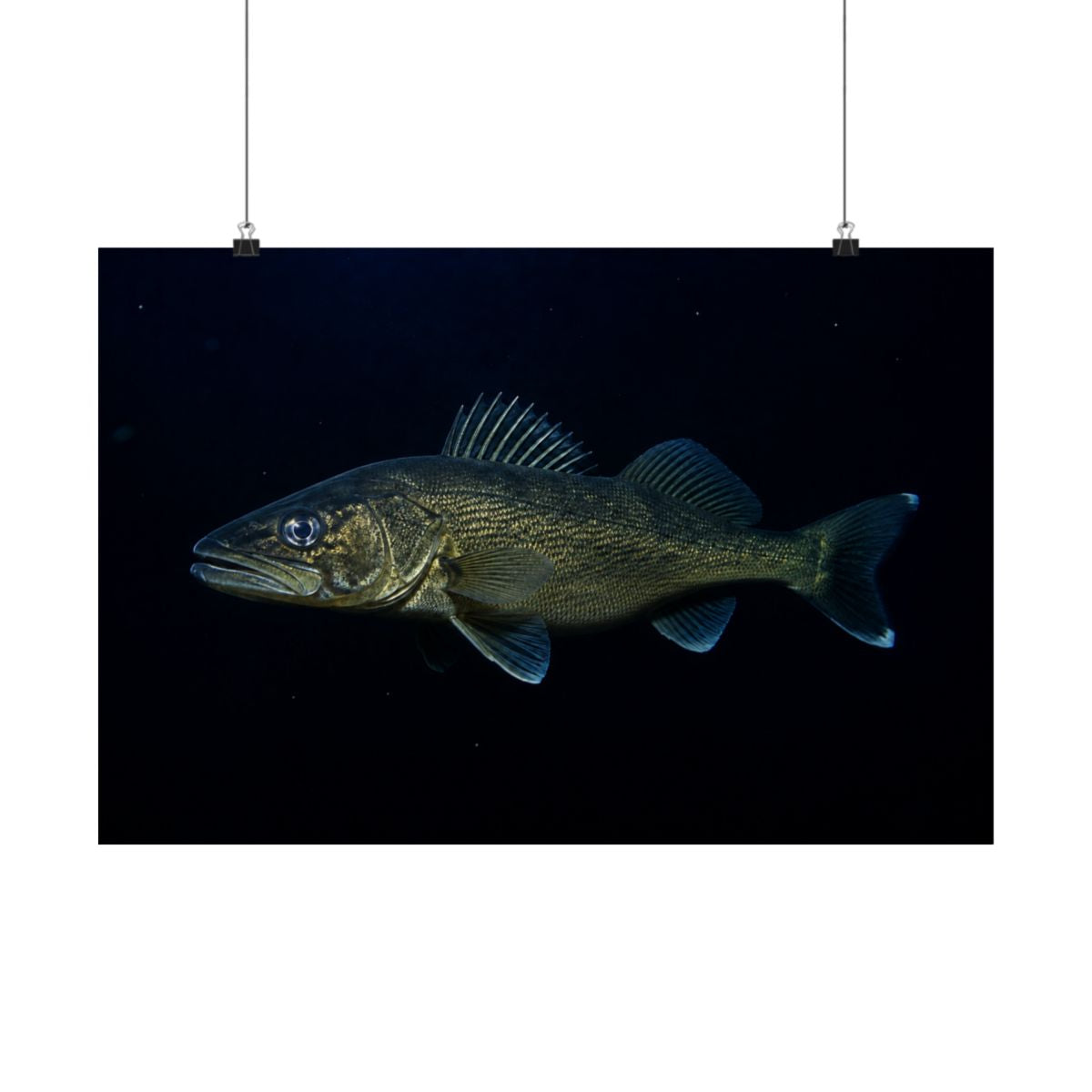 Walleye poster 24x16 hanging on wall