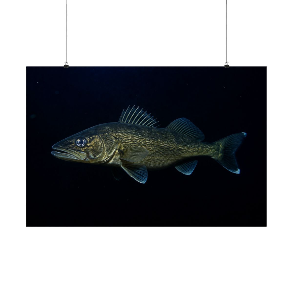 Walleye poster 36x24 hanging on wall